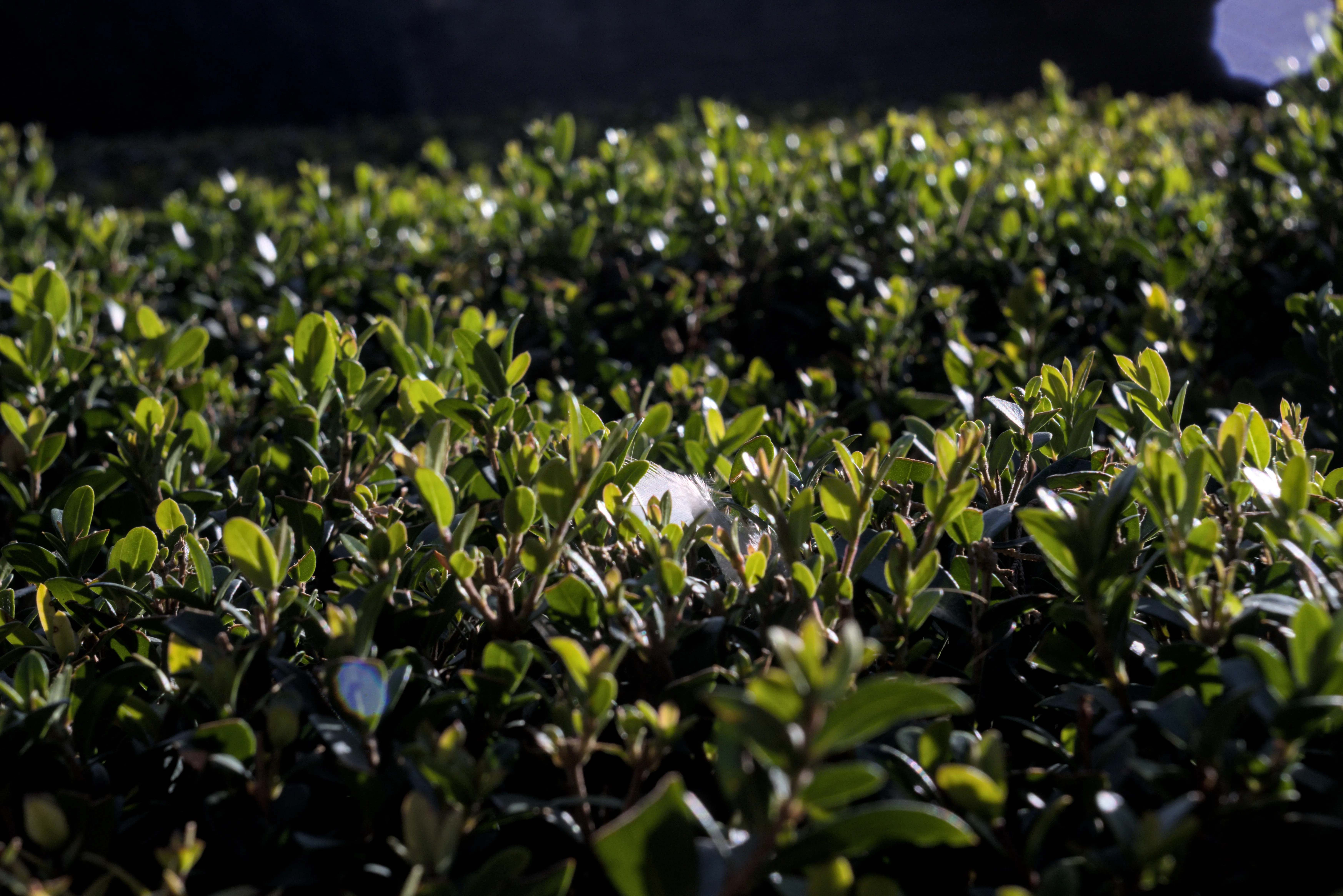 Meyer-Optik Görlitz Primagon 35mm f4.5 (M42) - _I4A7499.webp